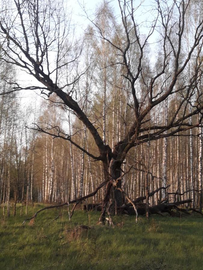 In Nature Беловеж Экстерьер фото