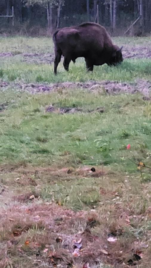 In Nature Беловеж Экстерьер фото