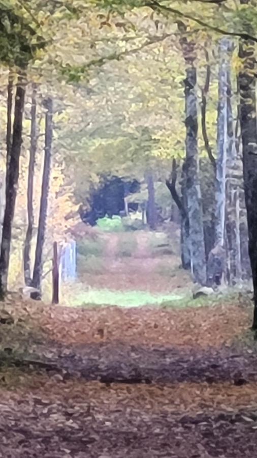 In Nature Беловеж Экстерьер фото